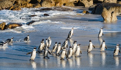 African penguins walk out of the ocean on the sandy beach. African penguin ( Spheniscus demersus) also known as the jackass penguin and black-footed penguin. Boulders colony. Cape Town. South Africa