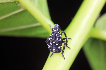 Young nymphs of lycorma delicatula, North China