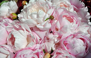 Zarte Blüten einer rosa Pfingstrose