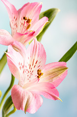 Fototapeta na wymiar Closeup of a Pink Peruvian Lily
