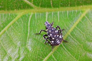 Young nymphs of lycorma delicatula, North China