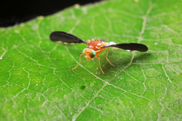 Fruiting flies in the wild
