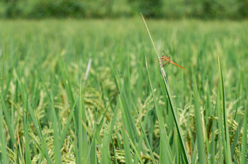 dragonflies perch on rice stalks