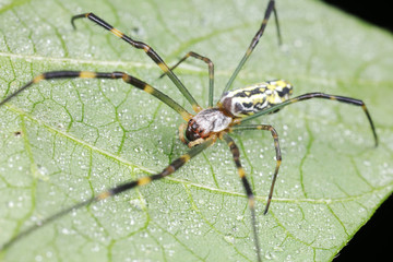 Spiders in the wild