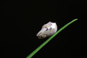 A weevil wrapped in spider silk.