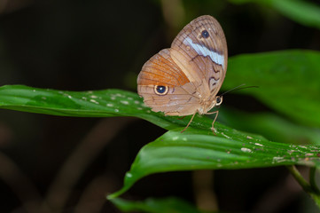 butterfly on leaf