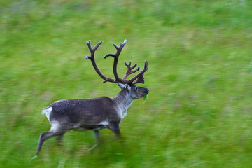 rain deer in nordkapp , norway