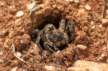 Anjar, Lebanon - famous for its Umayyad Caliphate ruins, a Unesco World Heritage Site, the village of Anjar presents hides a lot of wildlife among its ruins, like this funny spider in the picture
