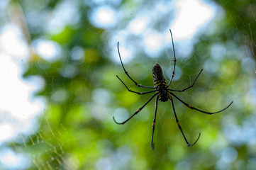 spider on a web
