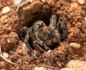 Anjar, Lebanon - famous for its Umayyad Caliphate ruins, a Unesco World Heritage Site, the village of Anjar presents hides a lot of wildlife among its ruins, like this funny spider in the picture