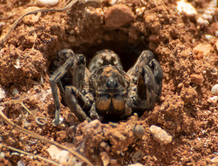 Anjar, Lebanon - famous for its Umayyad Caliphate ruins, a Unesco World Heritage Site, the village of Anjar presents hides a lot of wildlife among its ruins, like this funny spider in the picture