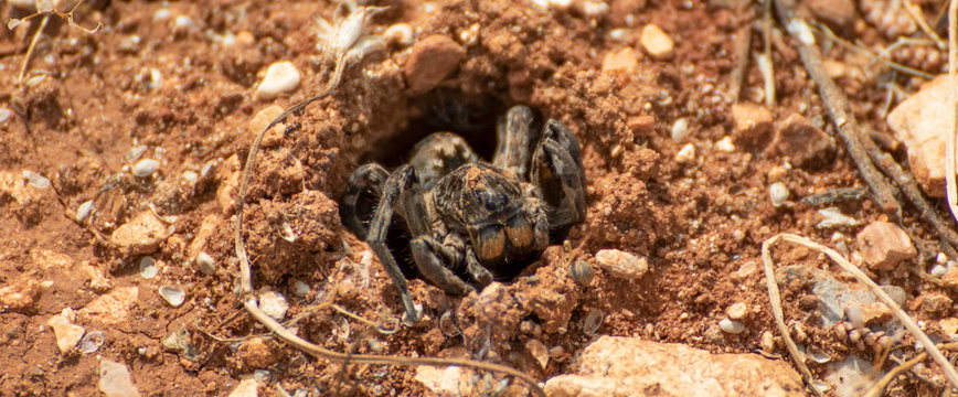 Anjar, Lebanon - famous for its Umayyad Caliphate ruins, a Unesco World Heritage Site, the village of Anjar presents hides a lot of wildlife among its ruins, like this funny spider in the picture
