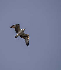 Pandion haliaetus 