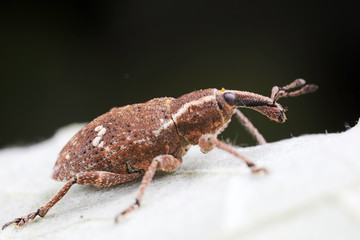 weevils inhabit nature