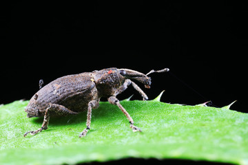 weevils inhabit nature
