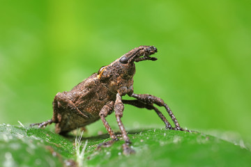 weevils inhabit nature