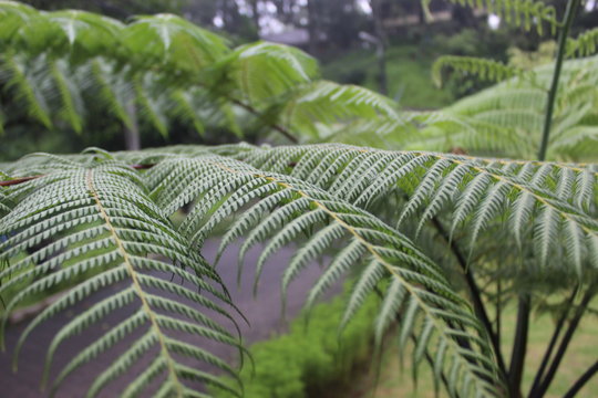 Fern tree in the mountain garden in east java