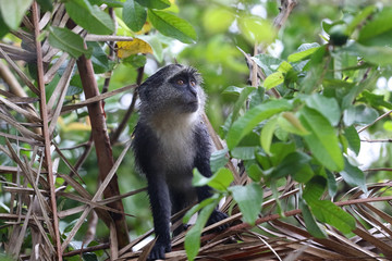 Blue monkey Cercopithecus mitis in Jozani rainforest Zanzibar