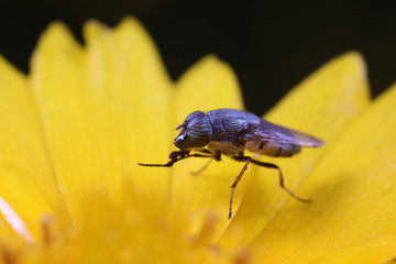 Flies and insects on yellow flowers
