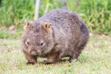 wilder Wombat in Australien