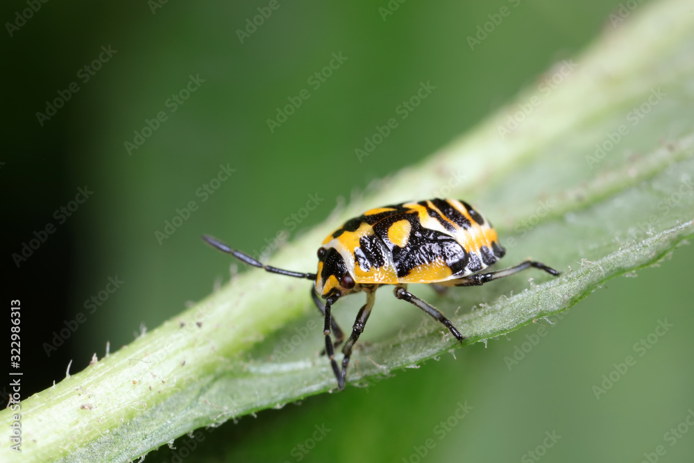 Poster stink bug insects on plants