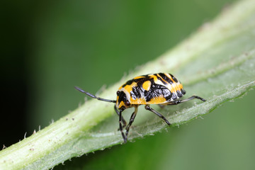 stink bug insects on plants