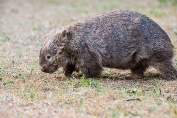 Naklejka na ściany i meble wilder Wombat in Australien