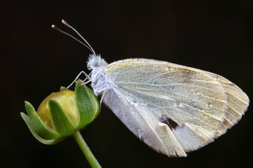 Pieris rapae on plant leaves in the wild