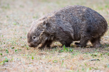 wilder Wombat im Abendlicht (Kangaroo Valley, Australien)