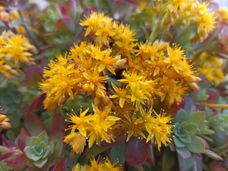 yellow flowers in garden,nature,spring