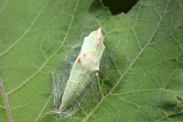 chrysalis of common cabbage worm on green leaves
