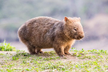 wilder Wombat im Abendlicht (Kangaroo Valley, Australien)