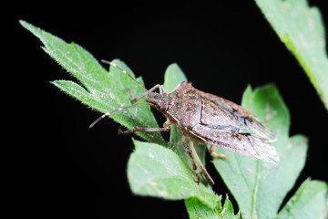 Halyomorpha halys on green leaves