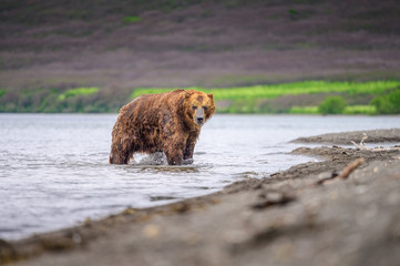 Ruling the landscape, brown bears of Kamchatka (Ursus arctos beringianus)