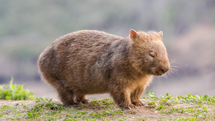 wilder Wombat in Australien