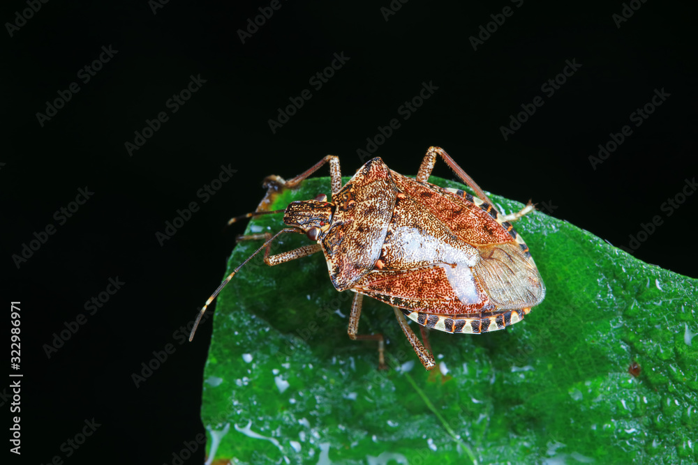 Poster Halyomorpha halys on green leaves