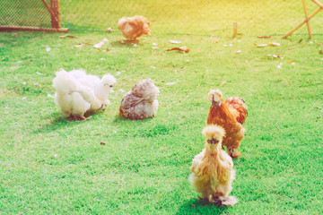 Many chickens rest happily on the chicken farm in the afternoon. Outdoors close up selective focus image.