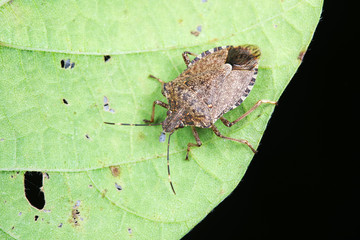 Halyomorpha halys on green leaves