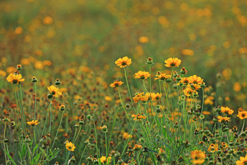 Obraz premium Coreopsis blossoms in a park