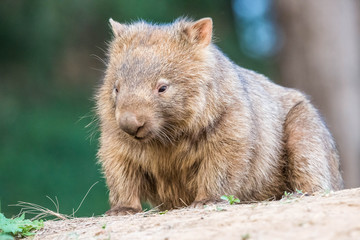 junger, wilder Wombat in Australien (Kangaroo Valley)