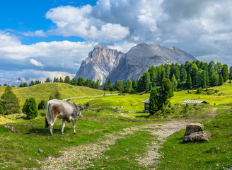 paesaggio di montagna, con mucca al pascolo sulle Alpi. Sullo sfondo il Sasso Piatto e Sasso Lungo...
