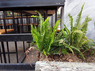 Ferns in the coffee shop feel relaxed
