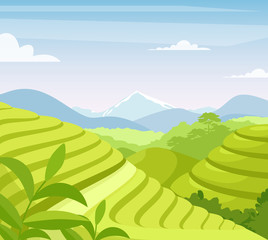 Tea plantation flat vector illustration. Asia countryside farmland fields. Asian rural meadow and hills cartoon scenery. Tea leaves growing in soil. Plants cultivation agricultural technique.