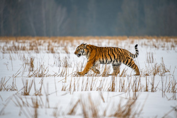 Obraz na płótnie Canvas Siberian Tiger running in snow. Beautiful, dynamic and powerful photo of this majestic animal. Set in environment typical for this amazing animal. Birches and meadows