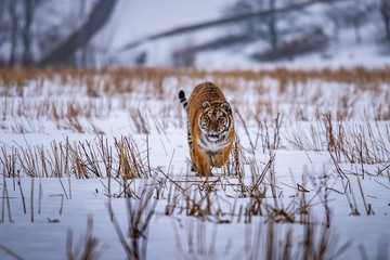 Siberian Tiger running in snow. Beautiful, dynamic and powerful photo of this majestic animal. Set in environment typical for this amazing animal. Birches and meadows
