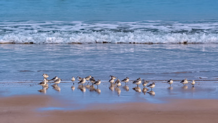 Fototapeta premium Sanderlings on the shores of a sandy beach, some with heads under their wings, and with gentle waves breaking and surf in the background