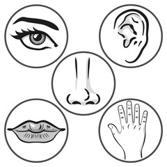 Illustration close up five senses, person art line. Sight, hearing, smell, taste, touch