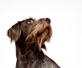 Dog breed german wirehaired pointer emotional portrait isolated on wtite