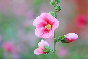 Hollyhock flower blossoms in the park, Luannan County, Hebei Province, China