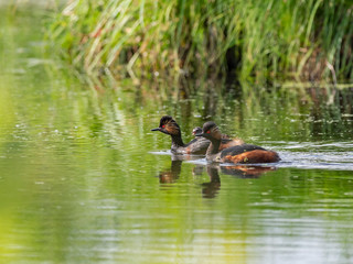 The black-necked reef (Podiceps nigricollis), known in North America as the eared reef waterfowl of the family Podicipedidae.